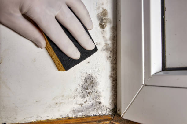 Best Mold-Related Health Consultation  in Cambridge City, IN